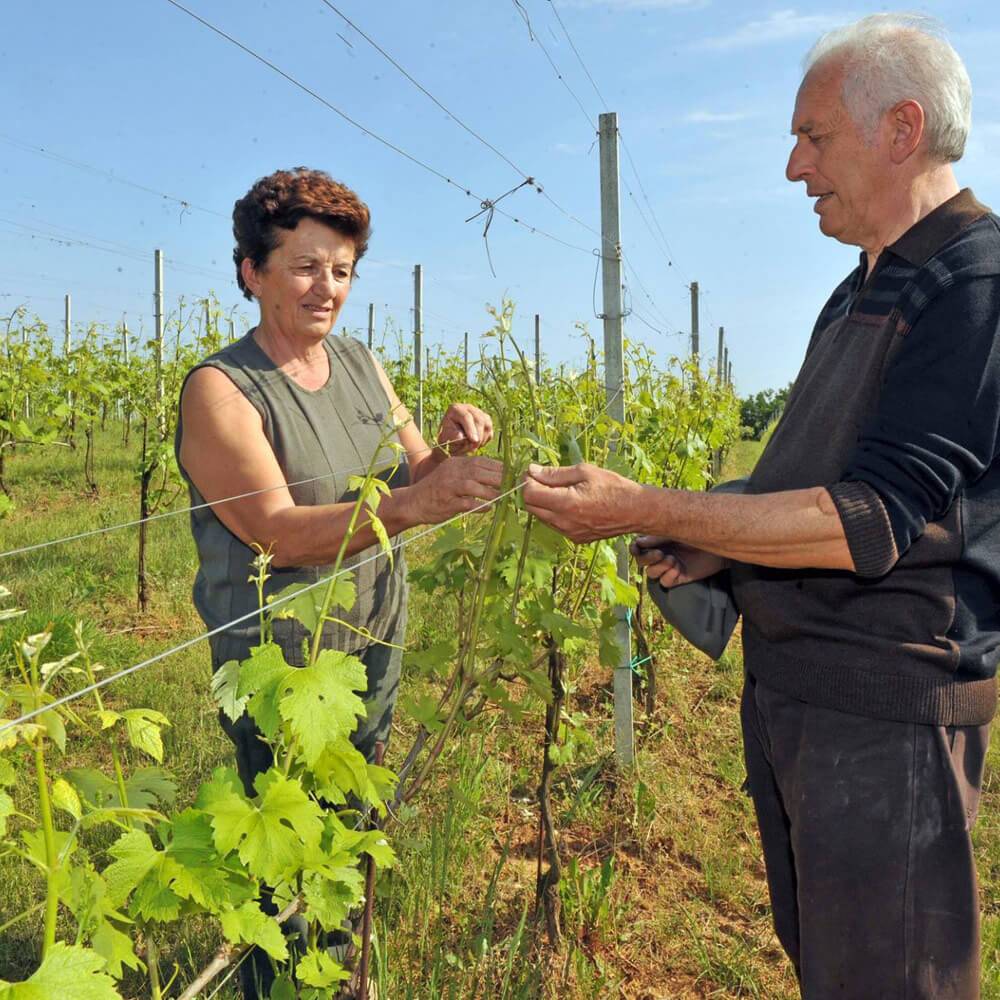 Visita cantina vinicola Hotel Montelago Experience